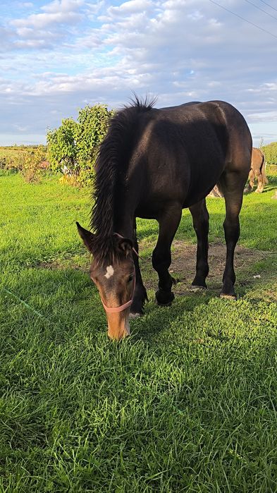 Sprzedam Źrebaki z roku 2025