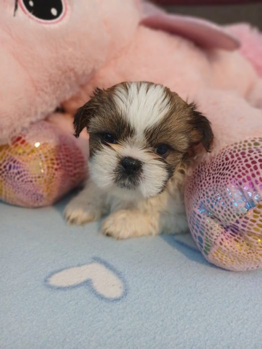 Sprzedam pięknego shih tzu tricolor