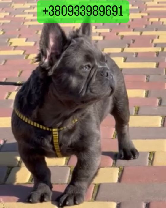 Шоу класса голубой французик Флаффи