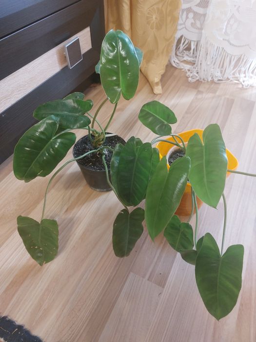 Рослина філадендрон "Бурлемакс "