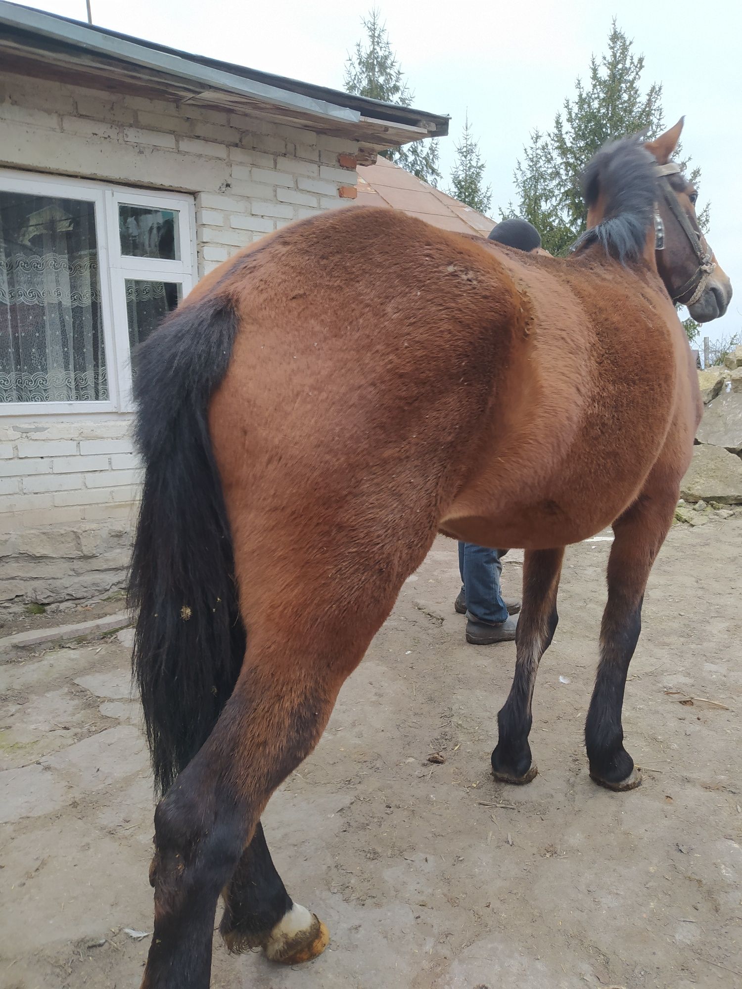 Продаєтся кобилу 8 років ціна договірна
