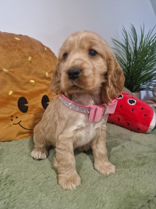 Suczka cocker spaniel