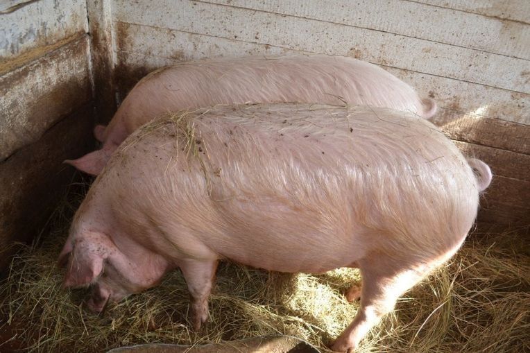Продам свиней живим весом 150 кг