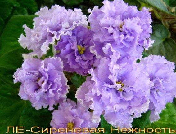 Продам фіалки дуже гарні