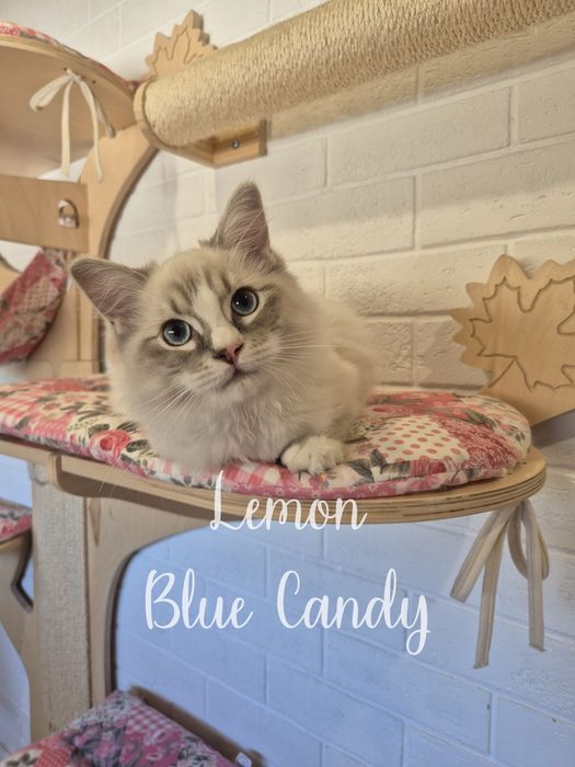 Kot Ragdoll Lemon Blue Candy Pl Warszawa FPL Gotowy do odbioru
