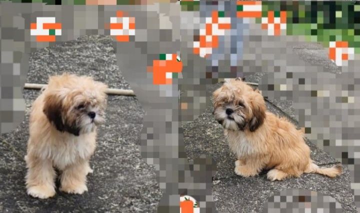 Lhasa apso piekne maluchy