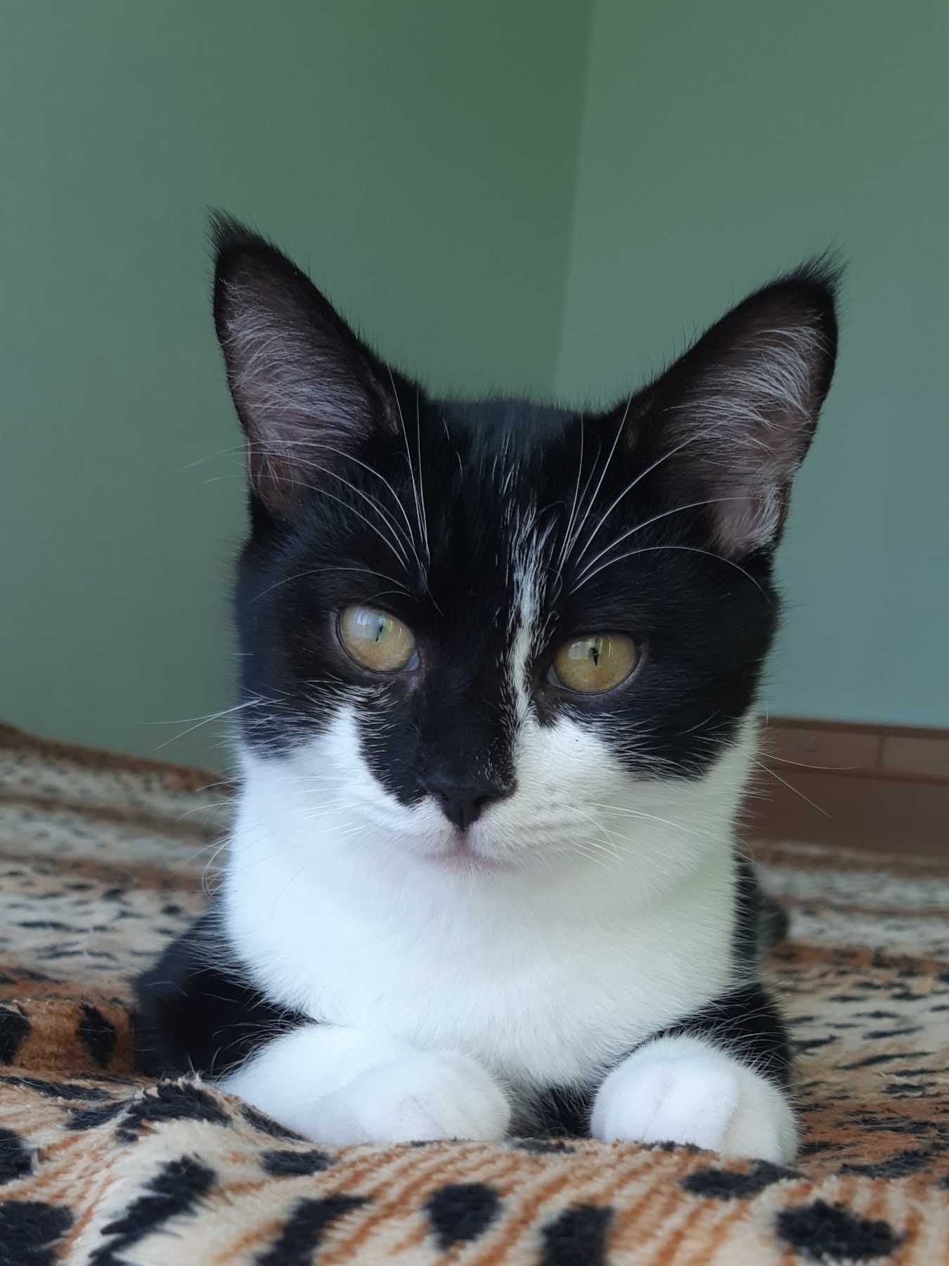 Котенок Челси ищет дом