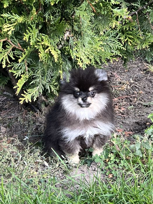 Gotowa do odbioru-Szpic miniaturowy,pomeranian,Cudowna laleczka