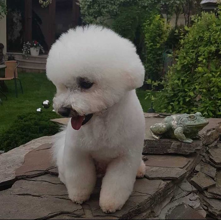 В'язка собаки Бішон фрізе