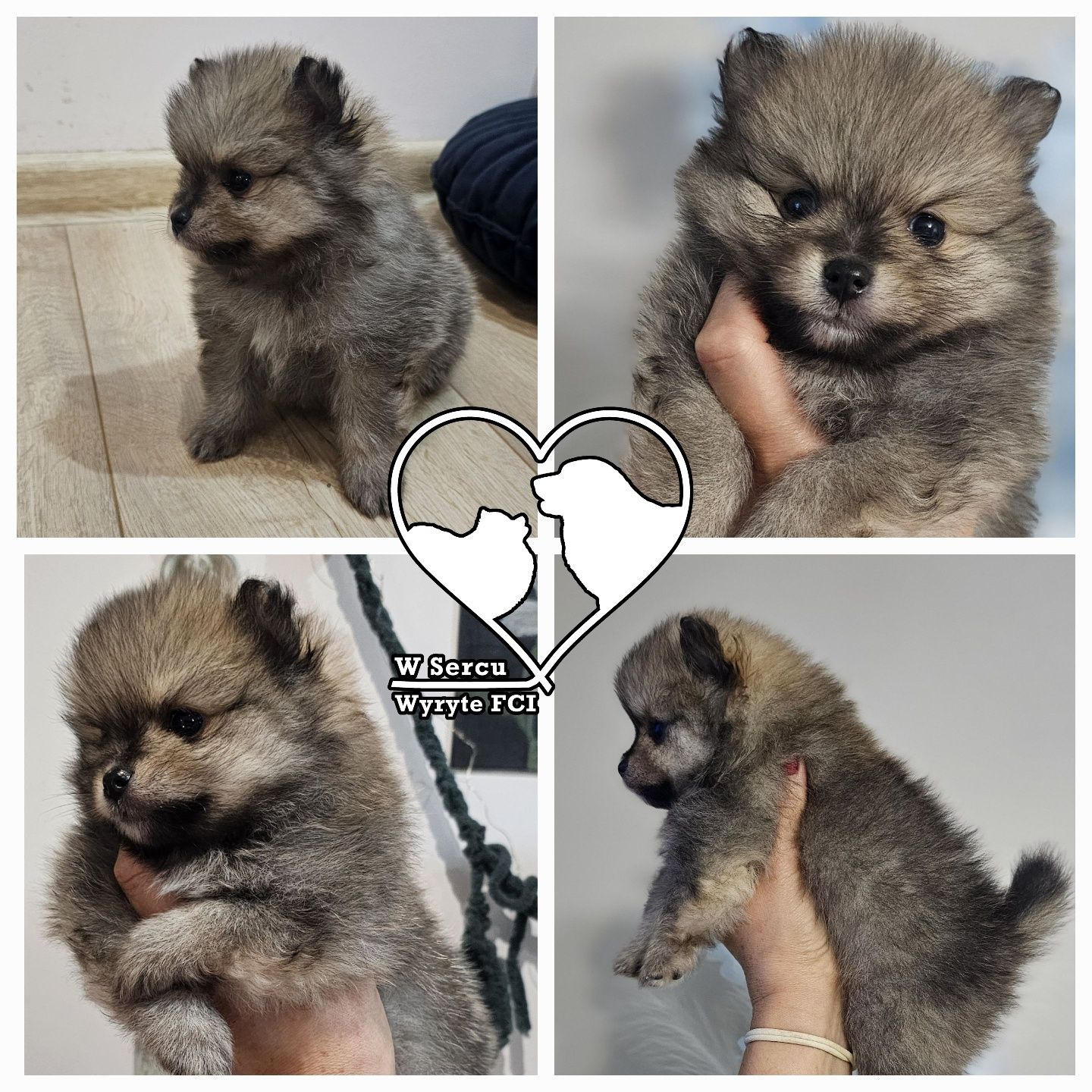 Piesek Szpic miniaturowy pomeranian ZKwP FCI