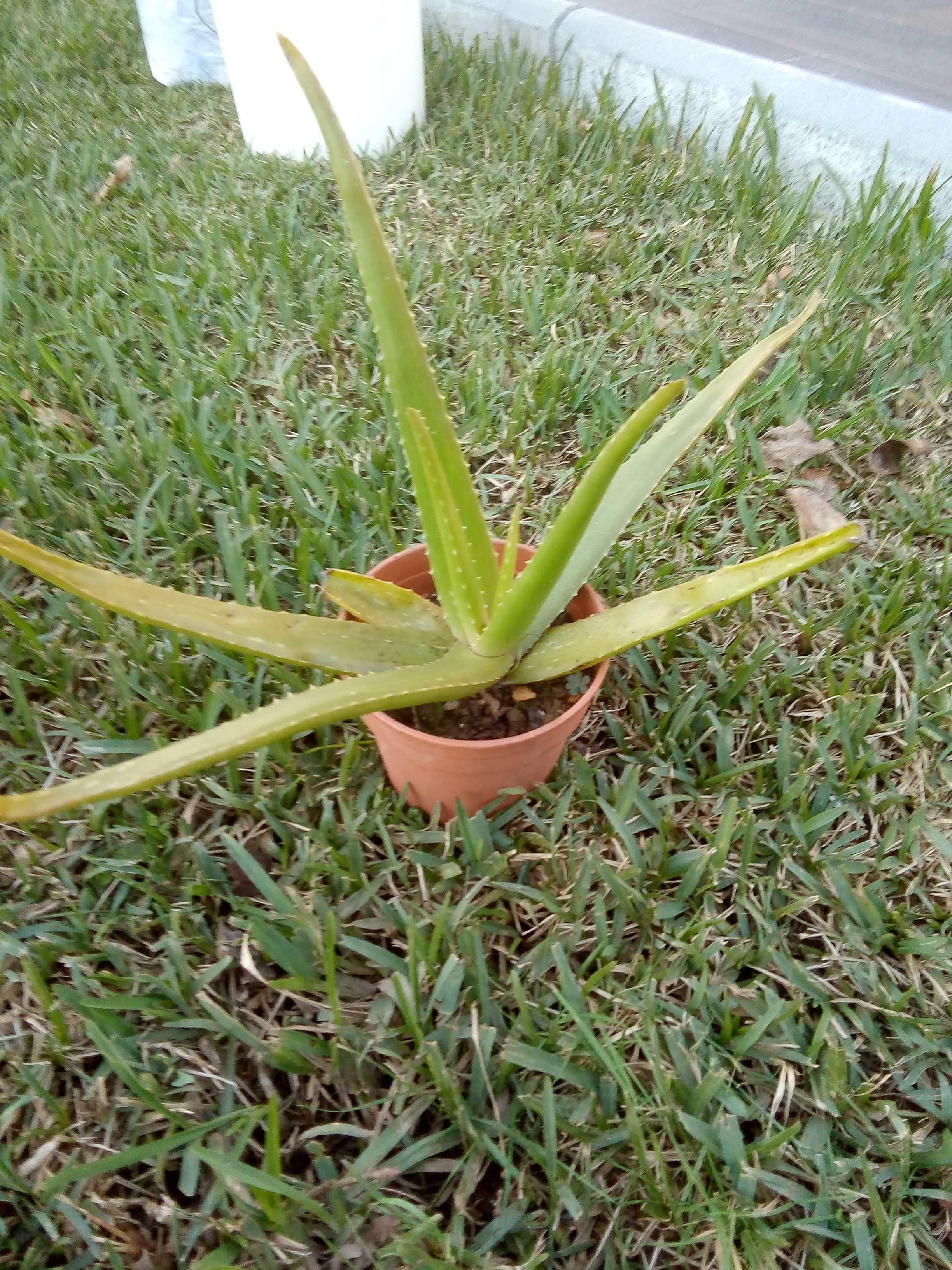 Planta Aloe Vera