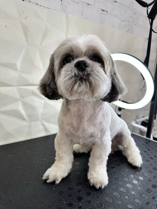 Грумінг -30% на перший візит