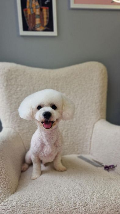 Вязка кобель Бишон Фризе!