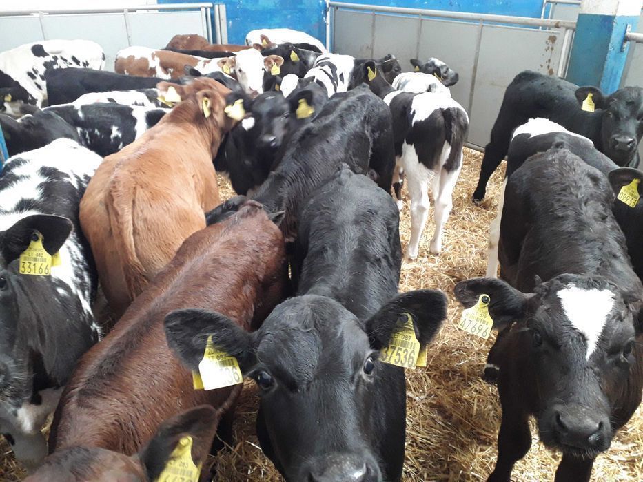 Sprzedam Cielęta mięsne, Byczki, Jałówki, MM, na krowę HF, raty