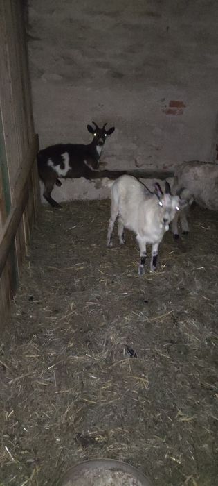 Kozy, owca i baran