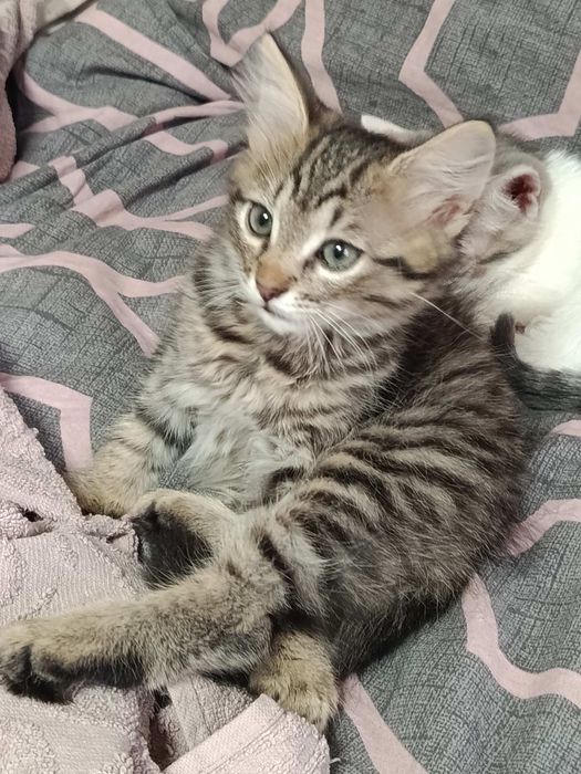 Кошенята в добрі руки