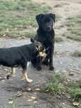 Wegielek do adopcji
