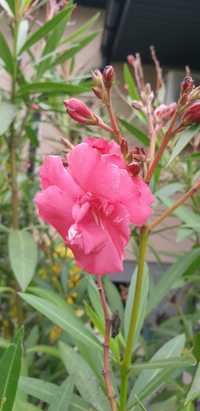 Oleander Różowy w donicy 2,2 m