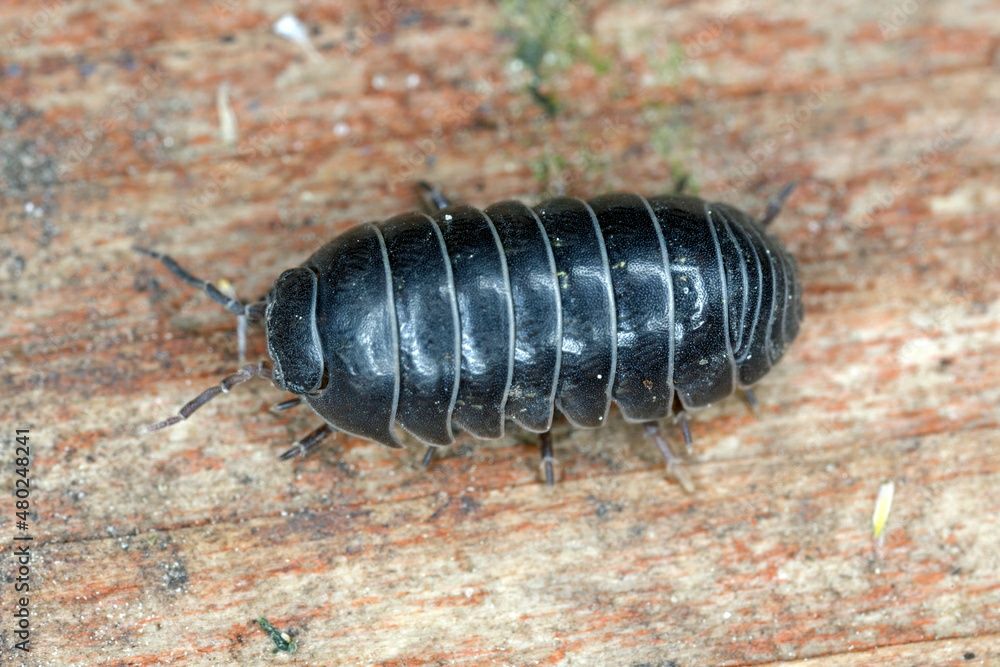 Armadillidium vulgare