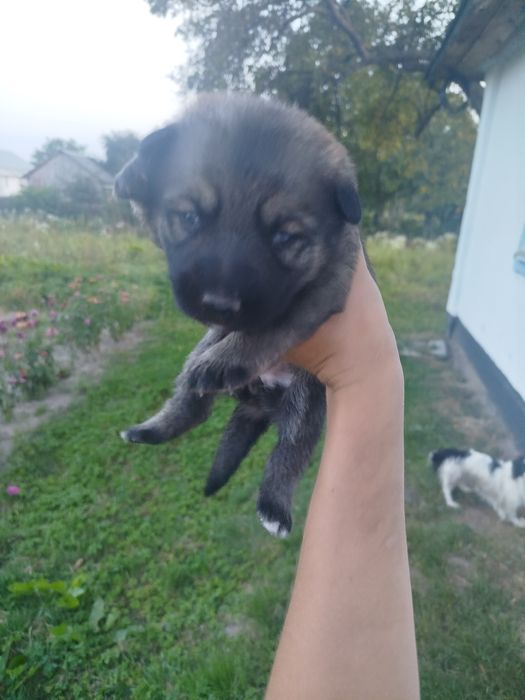 Віддам в добрі руки