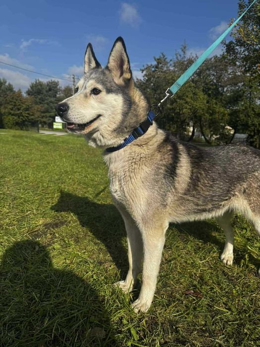 Luna w typie Husky szuka domu