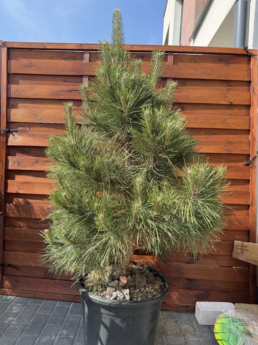 Sosna czarna formowana Pinus Nigra 110-180cm dowóz