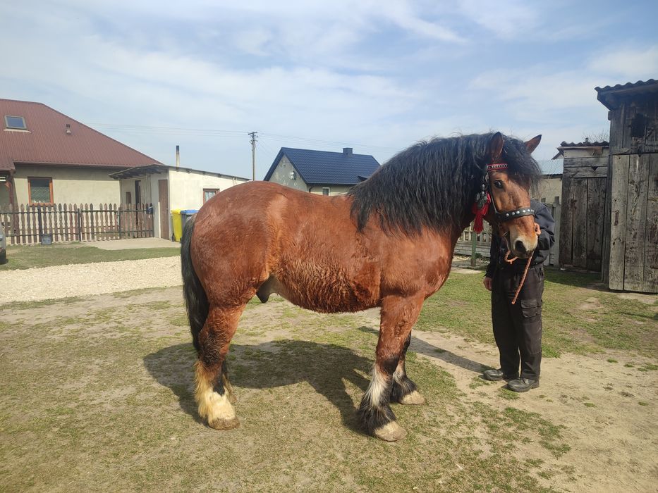 Sprzedam konia zimnokrwistego