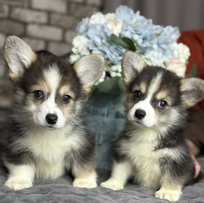 Вельш-корги Пемброк