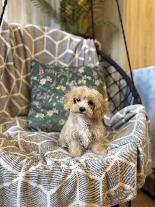 Maltipoo sunia F1 apricot biszkoptowa maltańczyk pudel dziewczynka