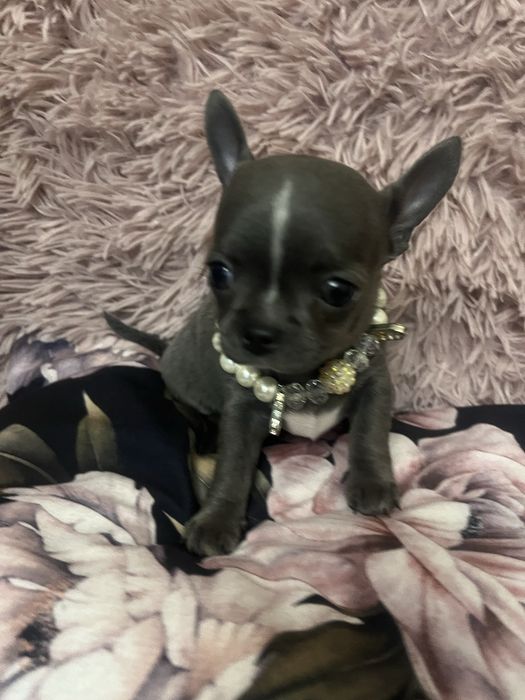 Szczeniaczek chihuahua