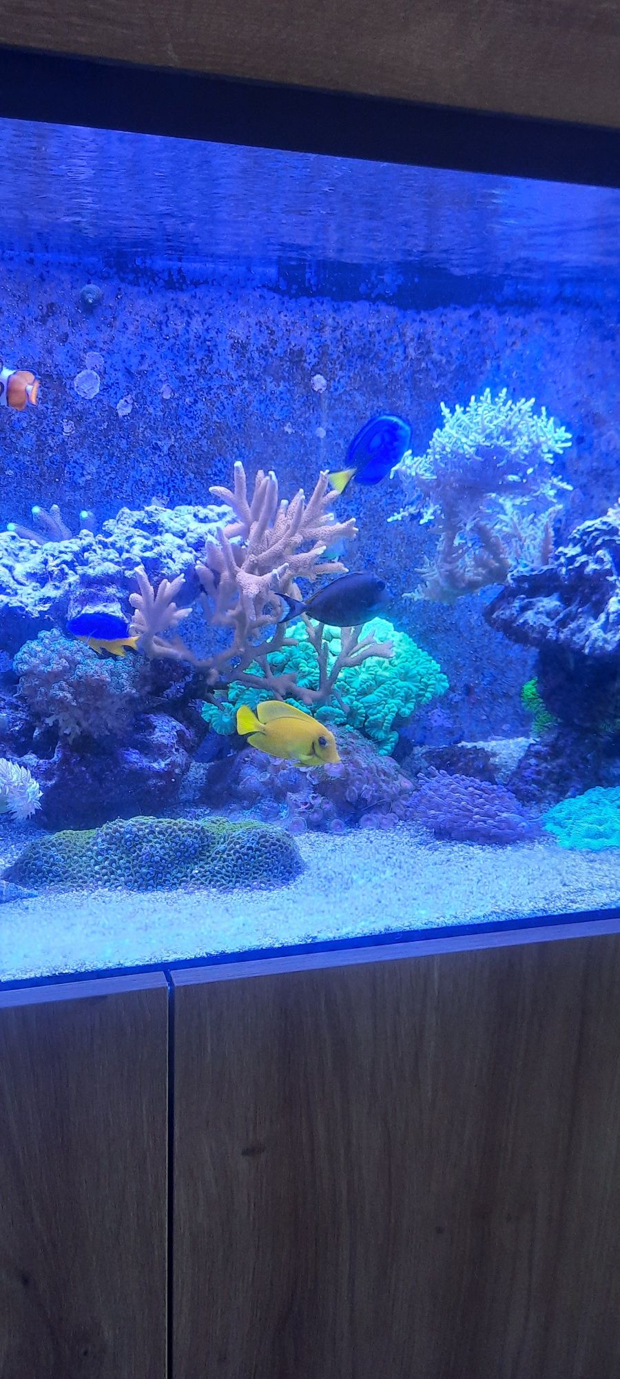 Peixes e Corais Reef
