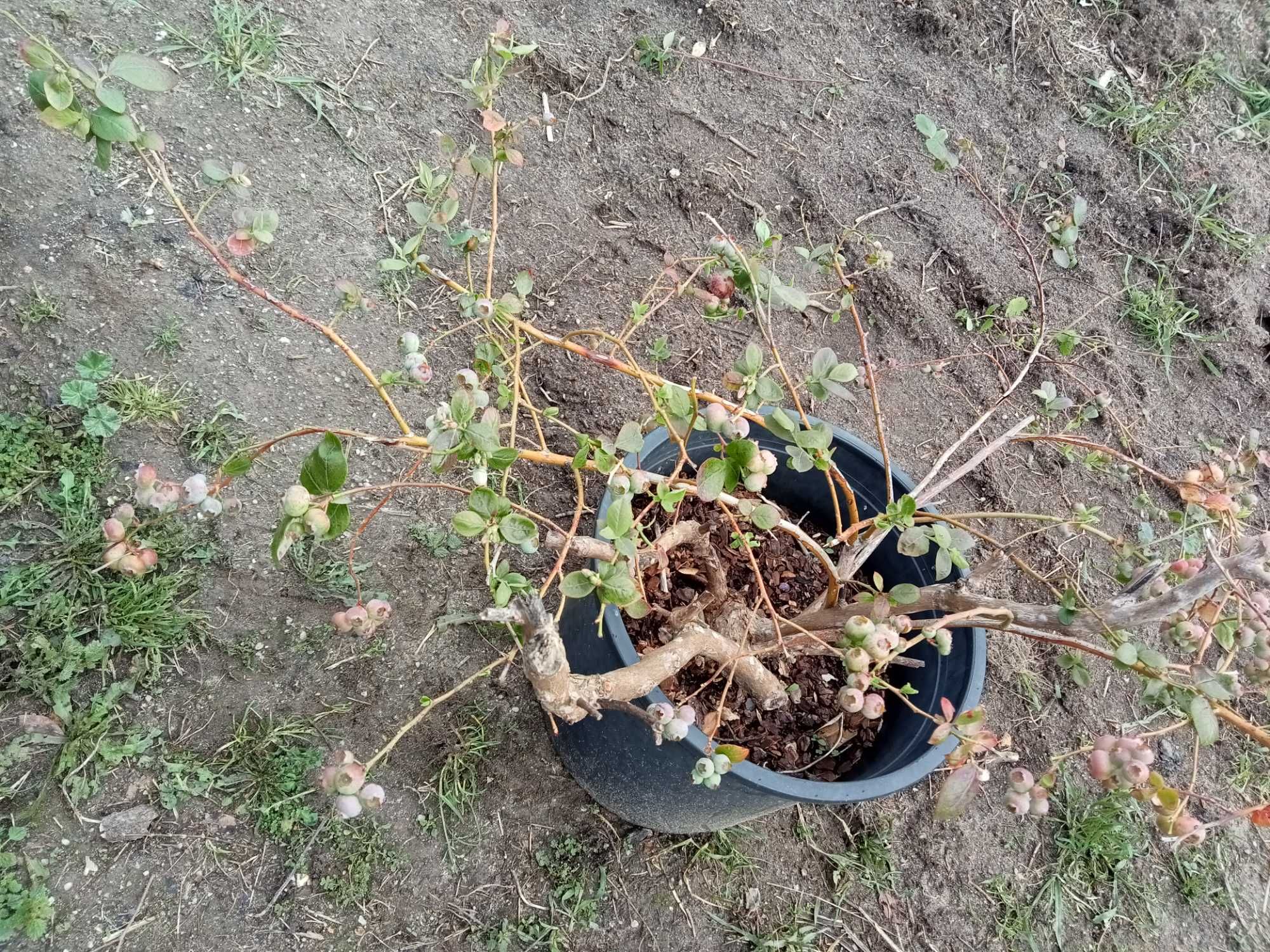 Plantas de Mirtilo com fruta