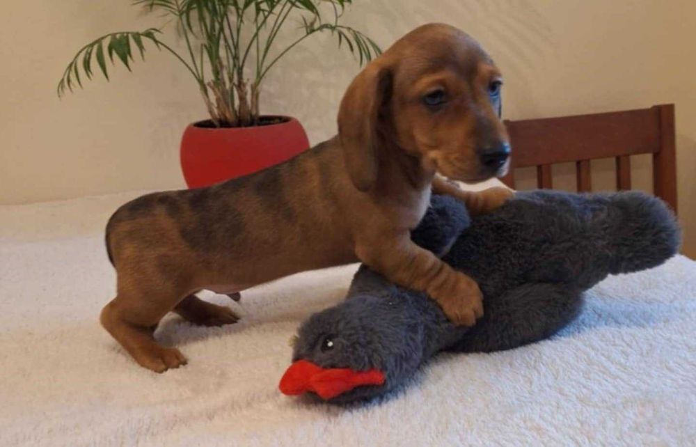 Jamnik krótkowłosy miniaturowy/króliczy marmurkowy ZKwP FCI