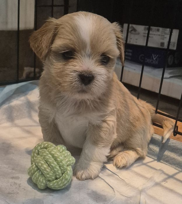 Piesek lhasa apso przepiękny