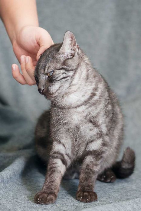 kociak  szuka domu -schronisko Zgierz -aktualne