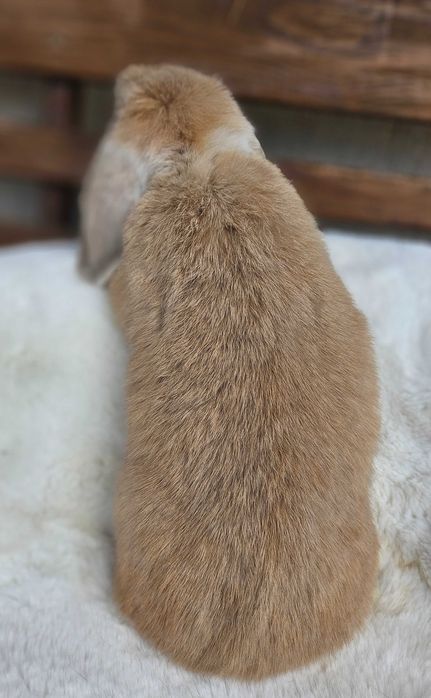 Króliki Mini Lop 4 dorosłych królików klatki słupki dokumenty