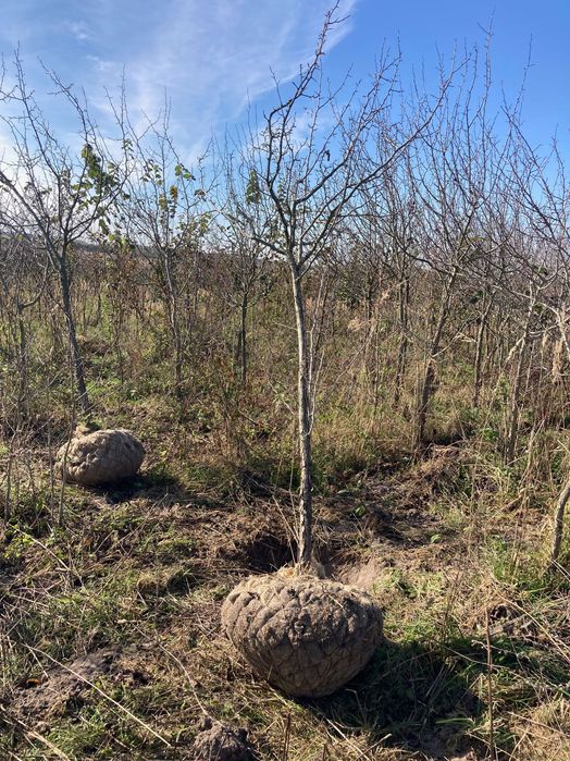 Głóg ostrogowy (Crataegus crus-galli) 12 zł/cm obwodu pnia (do 20 cm)