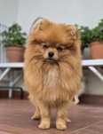 Pomeranian szpic miniaturowy zkwp FCI