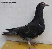 Gołębie pocztowe Gołąb Młodego 2024 van Wanroy rodowodem