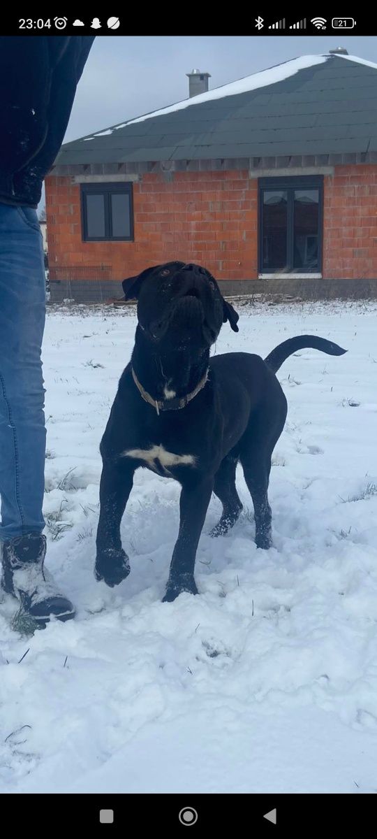 Cane Corso Reproduktor