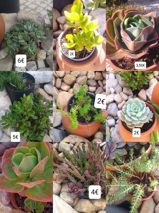 Aeonium  púrpura, interior e exterior