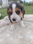Beagle Tricolor cudowny Szczeniak