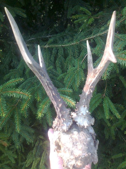 poroze kozla sarny jelenia naturalne znakomity stan unikat starocie