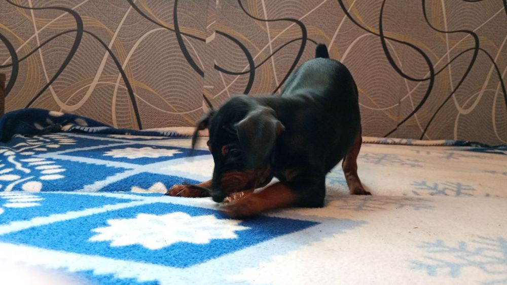 Продаю цуценят цверг пінчера