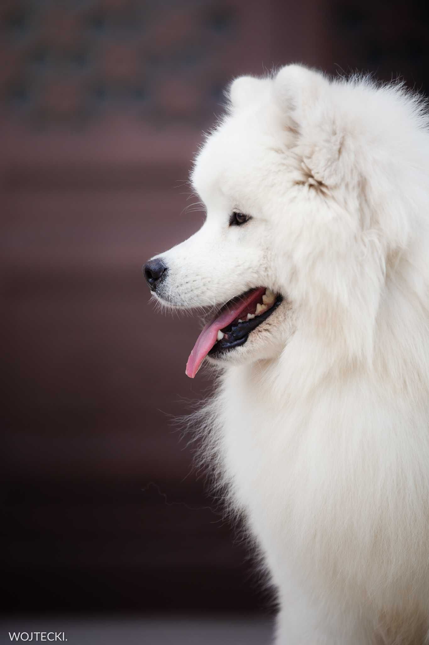 Samoyed FCI ZKwP szczenię ostatni szczeniak pies chłopiec szczeniaczek