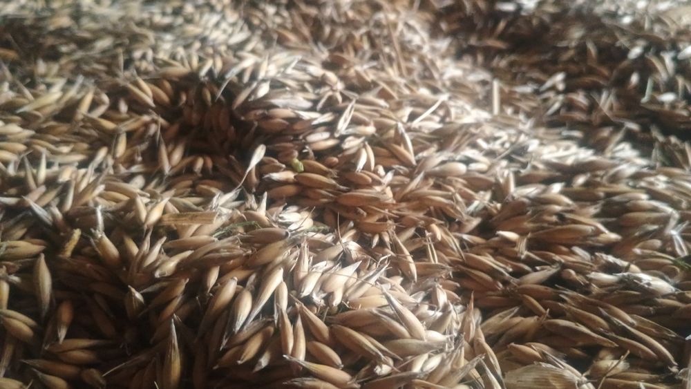 Owies Jary Odmiana Bingo , ładny gruby