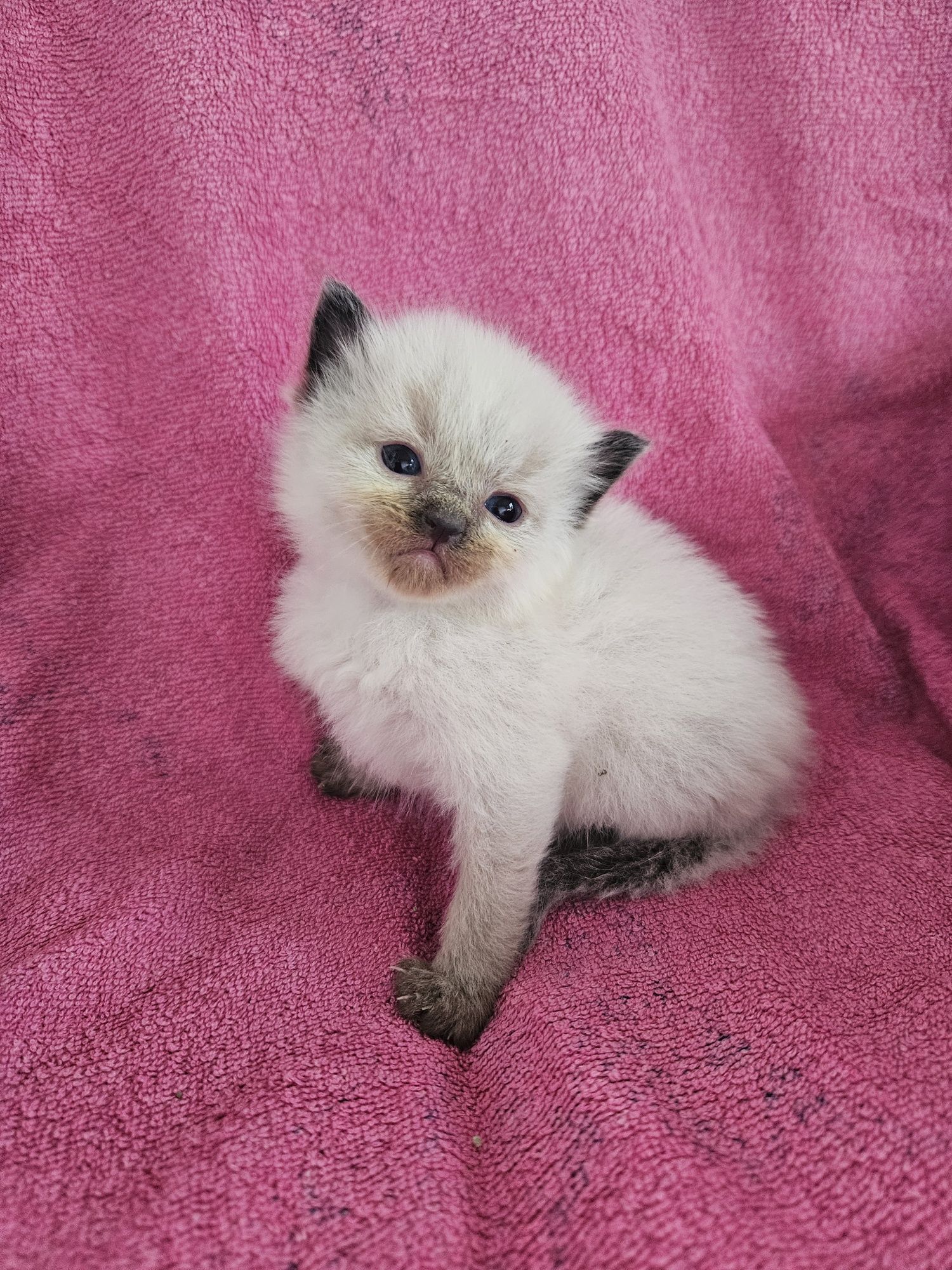 Ragdoll szuka domku