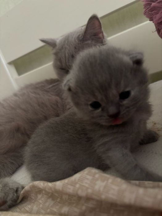 продам британську дівчинку (1місяць)