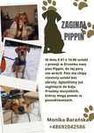Zaginął pies Pippin