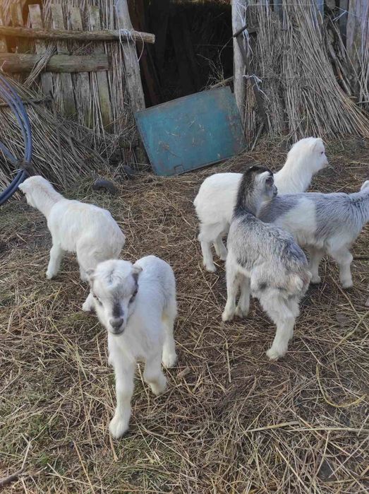 Козенята ламанча 2025 року